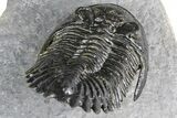 Detailed Hollardops Trilobite - Ofaten, Morocco #382841-4